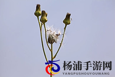 8x8x海外华为永久最新版本更新内容亮点|游戏革新引领未来的新突破