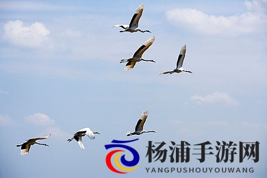 www你懂的|网络暗语的兴起与隐秘文化探秘-2