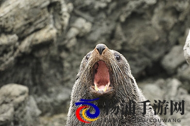 日韩精品无码一区二区|高品质日韩无修版资源分享-2