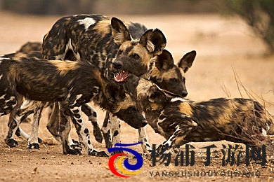 冲哥精选爆料|冲哥推荐的最新内幕消息-1