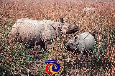 国产精品卡一卡二|内容多元创新引领行业新潮-1