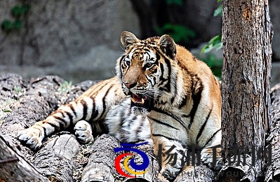 国产黑人与chinesebbc|国内非洲血统人士与亚洲影星协会-2