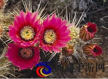 伽罗ちゃんへの腿法下载|获取伽罗的腿部技巧详情