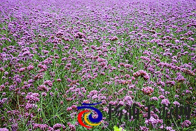 黑人巨大娇小亚洲女|非洲肌肤迷人娇萌东方少女-2