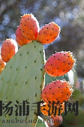 美女露胸软件|优雅女性展示性感图片软件-2