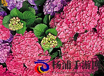 星空传媒春节回家相亲孟孟|春节氛围再升级的沉浸式家庭故事