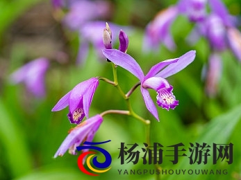 抖音app污|短视频平台隐藏的不良内容揭秘-2