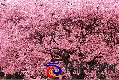 18+触摸互动游戏+黄油苹果|虚拟互动新潮流引领娱乐未来-2