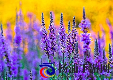 五月婷婷六月丁香|欣赏清新六月的芳香花海-2