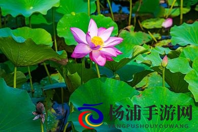 娇小侏儒大战黑人BBW|多元内容引发社会包容新讨论