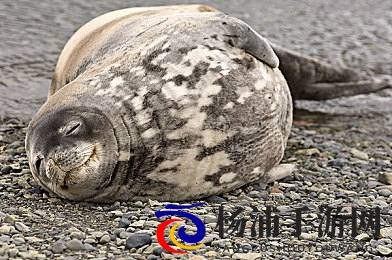 日本语亚洲老师毛茸茸|亚洲情趣教师的可爱绒毛风采