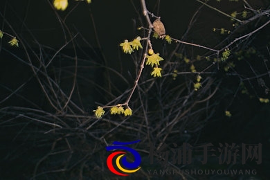 Javaparser极品少妇|掌握Java解析技术的精彩妇人