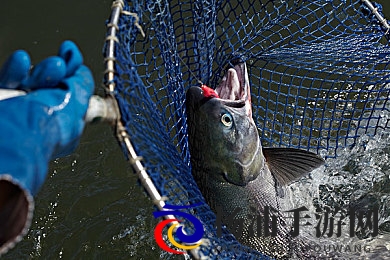 wwwxxx日本|探索日本风情与文化魅力之旅