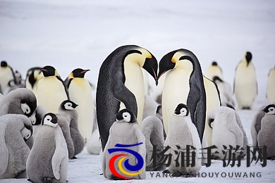 日韩2020无矿砖一线二线|2020亚洲无矿砖生产线排名分析-1