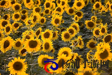 老女人擦他毛耸耸的黑色隂户|沉浸式角色扮演游戏引领视觉与剧情新高潮-2