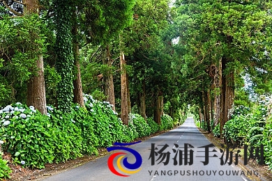 台湾妹中文娱乐网|华语娱乐资讯新锐平台崛起引领潮流