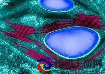扒开桃子插香蕉|创新玩法引领休闲游戏新潮流-3