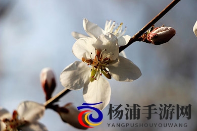 娇小日本人和黑人巨大|小巧日本女性与黑人壮实身形-3