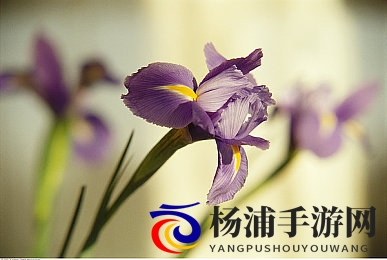 星空传媒苏清歌孟若羽|新时代下娱乐产业的变革与传奇崛起-2