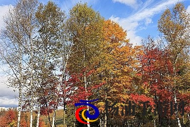 桥本香菜露脸|香菜的精彩亮相惊艳众人-2