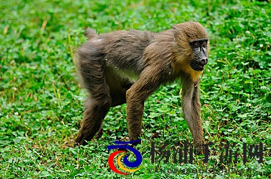 草莓视频深夜释放|内容爆发引领行业新趋势-2