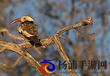 兽娘通信牛娘贝尔|野兽少女传递消息的牛兽贝尔-2