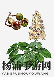 第八号当铺顾桃桃寻小小|第八号店铺中桃桃寻找微小之物-3