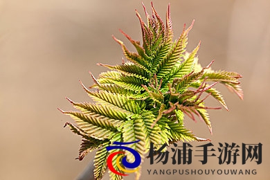 童帝结弦5部必看经典|探索游戏传奇之作的魅力