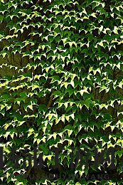 OPPO手机黄色软件|手机游戏辅助新趋势推动行业革新-2