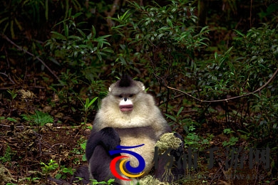 caoporm|创新引领游戏未来的生存策略佳作-2