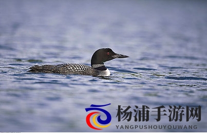 黑料网万里长征独家爆料|网络黑暗交易曝光引发行业变革-3