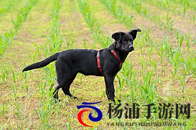 李梓熙被捆绑作爱|李梓熙遭遇束缚亲密互动-2