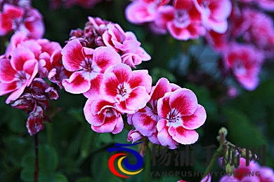 东方影库存4600df|游戏内容创新引领行业新潮-2