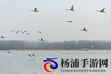 黄色软件APP免费下载|探索低成本游戏资源的安全与法律边界-3