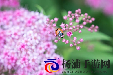 caoporen|未来数字平台的创新崭露头角-2