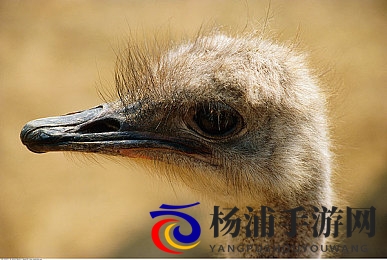 粉色视频苏州|地域文化融入虚拟娱乐的新机遇-3