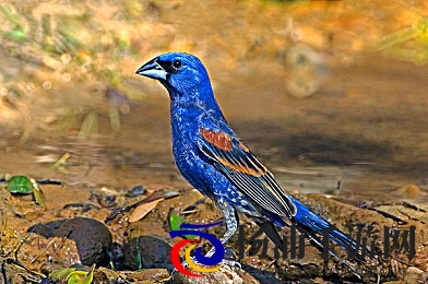 调教双性|培养双面特性探索课程-2