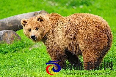 东北大众浴室胴体看过够|东北公共洗浴中心全景体验已尽兴-2