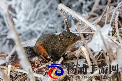 10大黄色软件|网络隐患暴露青少年健康面临危机-3