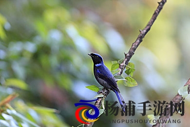 黄色软件下载免费大全|安全平台推荐帮助你轻松获取正版软件-1