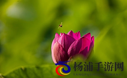 小黄鸭app色版 网站免费|安全免费休闲游戏引领数字娱乐新潮-3