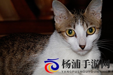 老女人擦她毛老荫户|社会对隐私尊重与老年自主的新时代-2