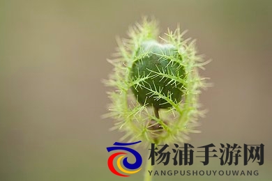 火辣app|年轻用户追捧的社交娱乐新趋势-3