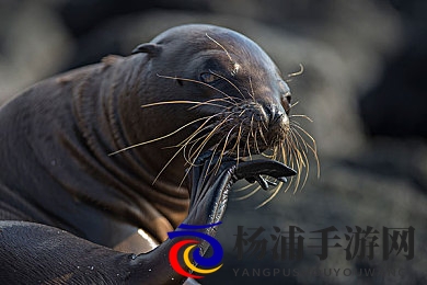 美国空姐2019满天星法版|星辉照耀下的职业光芒|2019美国空中小姐星光璀璨职位魅力-3